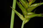 Northern long sedge